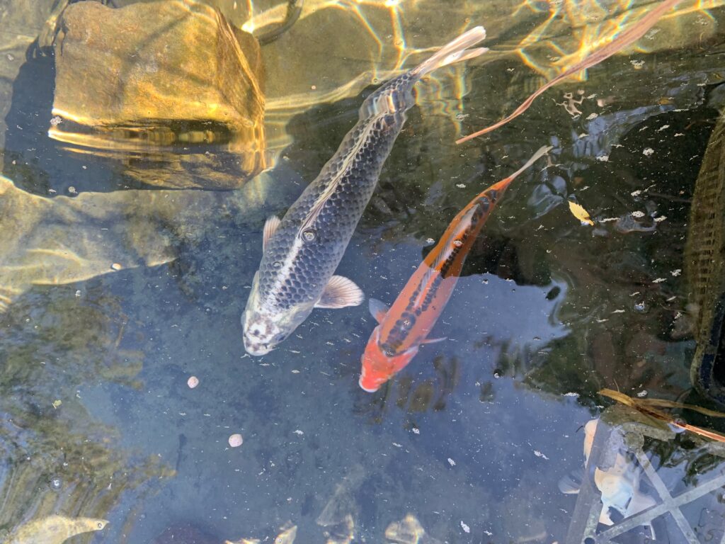 Deux poissons : un gris, l'autre rouge
dans un espace naturel